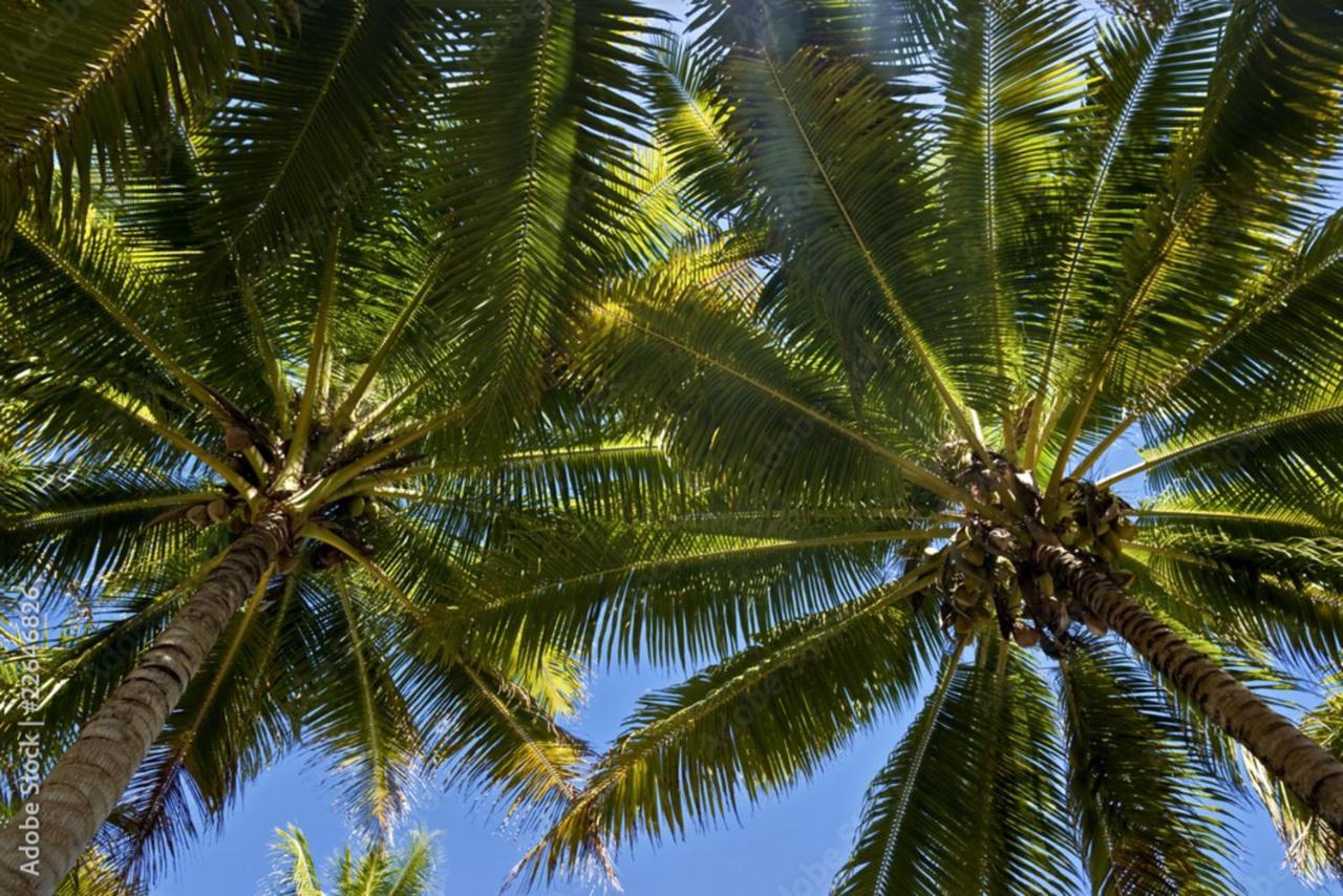 Raiatea - Studio Tenape Tevaitoa Extérieur photo